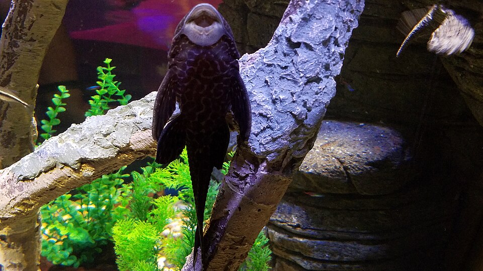 Sea Life Benalmádena (alternatywa)